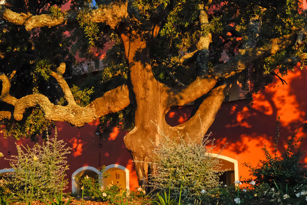 Giardino Dei Sugheri Scarlino Exteriör bild